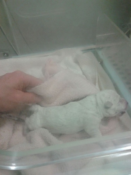 Of Eloane's Garden - West Highland White Terrier - Portée née le 21/05/2014